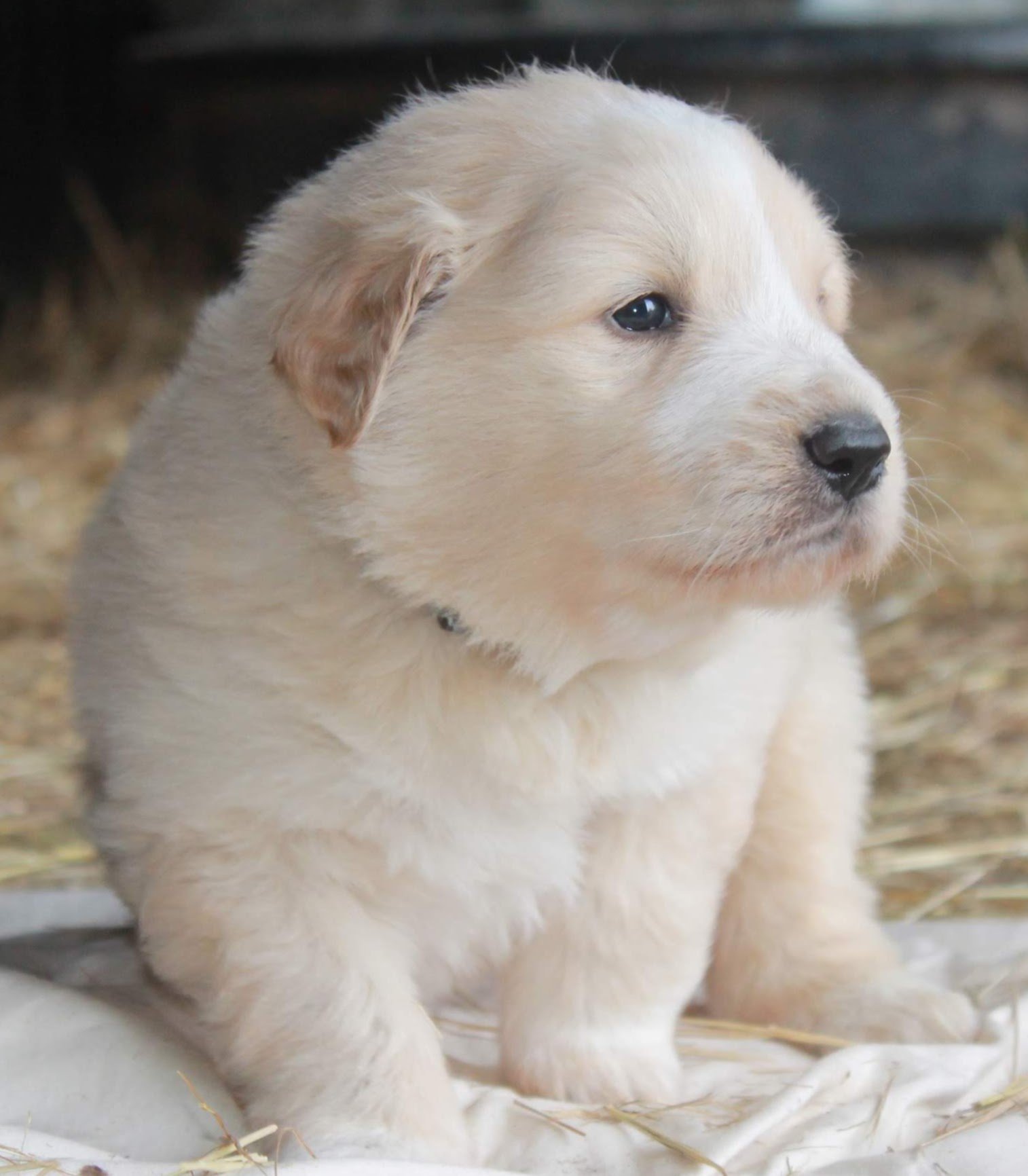 Golden Pyrenees Puppy Images